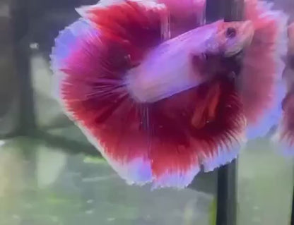 Halfmoon Purple Butterfly Betta Fish (Male)