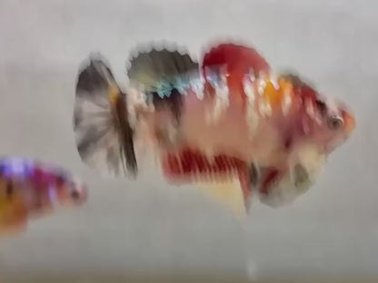 Rare Pair Copper Multicolors Betta Fish (Male & Female)