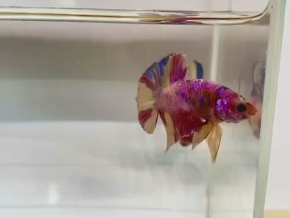 Rare Pair Koi Multicolors Betta Fish (Male & Female)