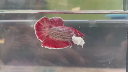 Rare Dumbo Red Betta Fish (Male)
