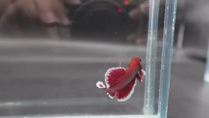 Competition salamander HMPK Betta Fish (MALE)