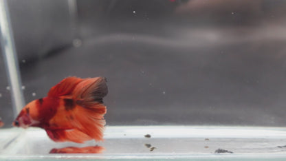 Rare Halfmoon Multicolors Betta Fish (Male)