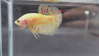 Competition grade - Vanda Betta Fish (MALE)