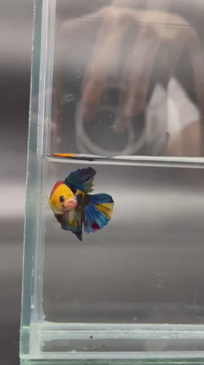 4th Thailand Plakad Association Competition - Koi Multicolor Betta Fish (MALE)